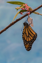 Monarch Butterfly, Danaus plexippuson, emerges from Chrysalis dries wings blue background portrait
