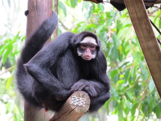 Affe
