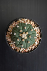 close up cactus in pot