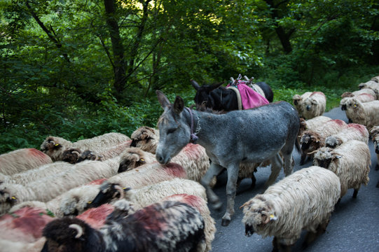 sheep and donkeys