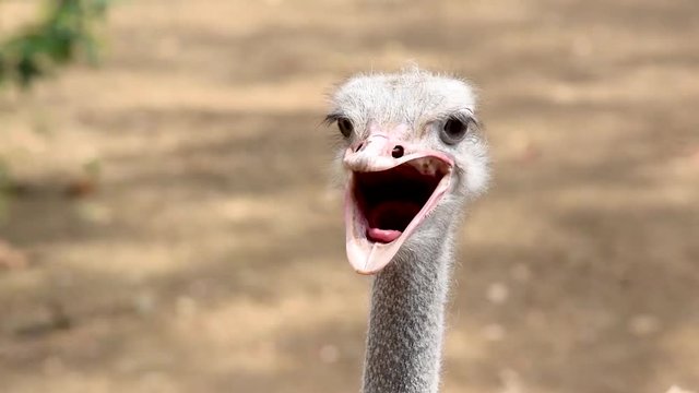 Portrait of an ostrich