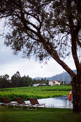 Tree near the pool on the village