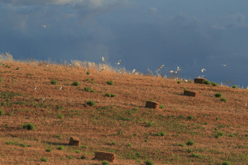 Obraz premium Flight of white herons over the Maremma at sunset, Tuscany, Italy.