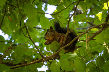 Red squirrel with beautiful dark tail sits on branch of hazelnut. Squirrel gnaws nuts. Blurred background of greenery garden. Selective focus. Evergreen landscaped garden.Wildlife in countryside.