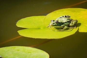 Rana ridibunda frog sits on water lily or lotus leaf. Close-up. Fabulously beautiful pond in landscaped garden. Natural habitat and nature concept for design. Place for your text.