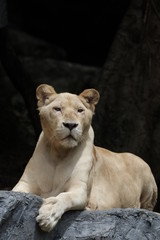 Close up Lioness in the Zoo