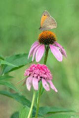 The butterfly Hyponephele lycaon on the flower on echinacea flower on a summer day in the garden