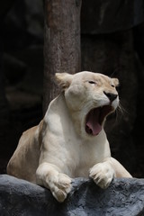 Fototapeta na wymiar Beautiful Lioness is Yawning