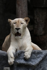 Obraz na płótnie Canvas Close up Lioness in the Zoo