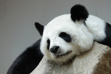 Obraz premium Close up Sleeping Panda on her Favorite Corner