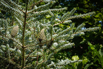 Fir Abies koreana Silberlocke. Young blue cones on branch of Abies koreana Silberlocke fir. Blurred background. Selective focus. Swirling green and silver spruce needles on Korean spruce branches.