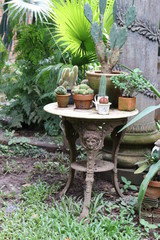 Cast Iron table and Variety Cactus 