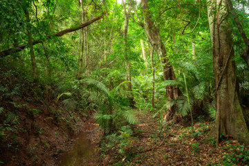 Deep rainforest/jungle natural environment background.