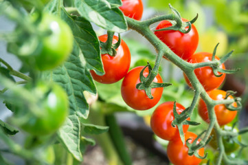 家庭菜園で房状に連なるミニトマト