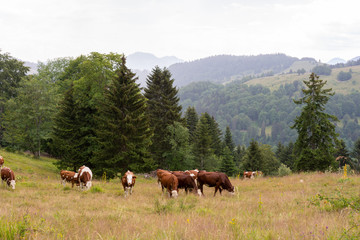 Naklejka premium vaches en alpage