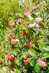 Many ripe red apples hang on a tree branch. Vertical