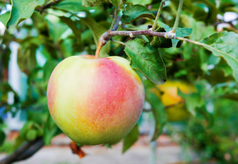 A large ripe apple hangs on a tree branch. Close-up. Center of the frame