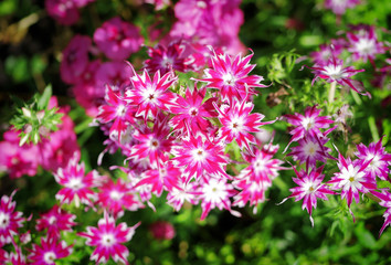 Beautiful small pink and purple carnations. View from above. Blurred background