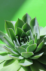 A bright green sempervivum succulent plant on a bright green background. In close up and sunlit, with copyspace above.