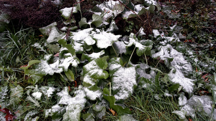 On the large green leaves of the burdock (Latin name Arctium) and on the grass lies snow after frosts and snowfall.