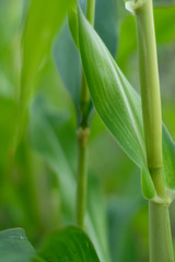 Beautiful nature view of green leaf on blurred greenery background in garden with copy space for text