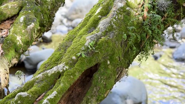 Moss and lichens on tree