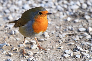 Robin (Erithacus rubecula), cute small garden bird