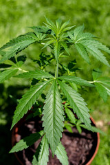Marijuana leaves, cannabis with beautiful background, outdoor natural cultivation, young plants growing