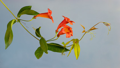 Flowers and leaves of crossvine plant (Bignonia capreolata), This climbing vine is native to the southeastern U.S. and is commonly grown in gardens.
