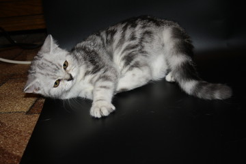 marbled silver Scottish straight cat playing on black background