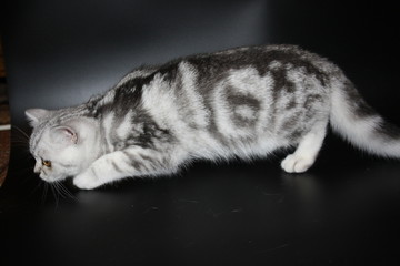 marbled silver Scottish straight cat playing on black background