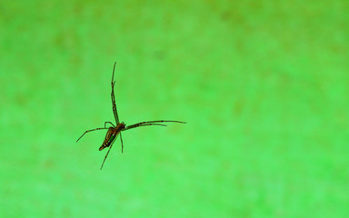 spider against a blurred background