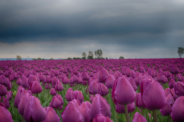 Tulpenfeld