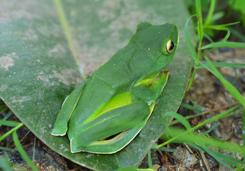 camoufled frog on a leaf