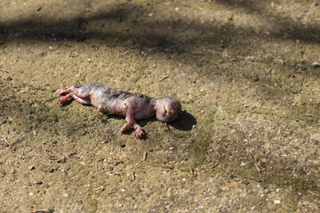 A dead cat on the ground.