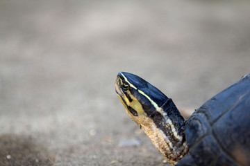 Southeast Asian box turtle is a species of Asian box turtle.