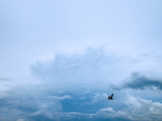 Tubbata Reefs Natural Park (UNESCO Heritage Site) in the Philippines with migratory birds