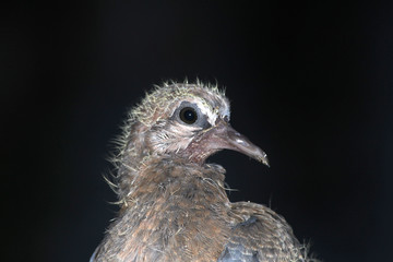 a new born baby bird with black background