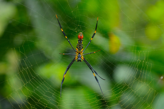 giant wood spider on its web
