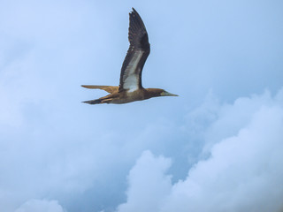Tubbata Reefs Natural Park (UNESCO Heritage Site) in the Philippines with migratory birds