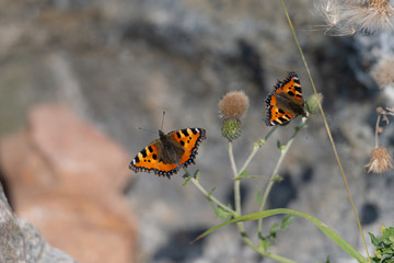 A closeup picture of two colorful small tortoiseshell butterflies on a green plant. Grey blurry background