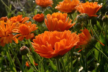Pot Marigold, Calendula officinalis with raindrops early in the morning, in summer, Orange and yellow garden flowers