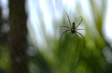 giant wood spider