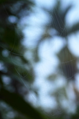 spider web in the forest