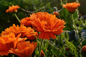 Pot Marigold, Calendula officinalis with raindrops early in the morning, in summer, Orange and yellow garden flowers