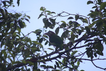 White Cheeked Barbet on tree