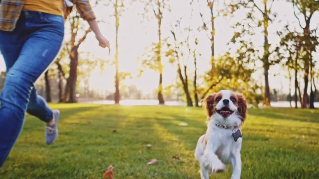 Happy Puppy Running With Woman In The Park. SLOW MOTION, STABILIZED, DYNAMIC. Cavalier King Charles Spaniel baby dog enjoying sunny sunset outdoors, running and playing with girl. Pet and owner love. 