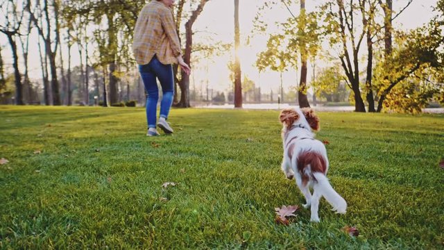 Happy Puppy Running With Woman In The Park. SLOW MOTION, STABILIZED, DYNAMIC. Cavalier King Charles Spaniel baby dog enjoying sunny sunset outdoors, running and playing with girl. Pet and owner love. 