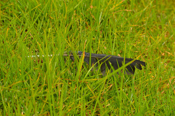 black feather on grass