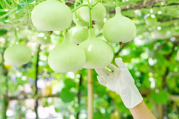 Close up woman hand holding green bottle gourd or calabash gourd on branch, selective focus